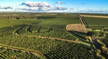 Agricultura regenerativa, la solución frente a los agroquímicos tóxicos