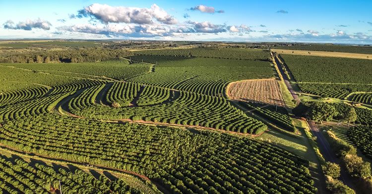 Agricultura regenerativa, la solución frente a los agroquímicos tóxicos