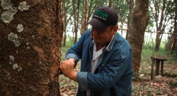 Impulsará Sader cultivo de hule en México