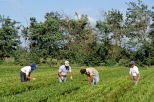 Sudamérica: una región plantadora de árboles, pero sólo de dos especies