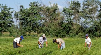 Sudamérica: una región plantadora de árboles, pero sólo de dos especies