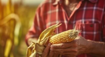 EU, con transgénicos y dumping agrícola, va por la soberanía alimentaria de México