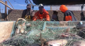 Aseguran 320 kg de productos de pesca ilícita en Alto Golfo de California