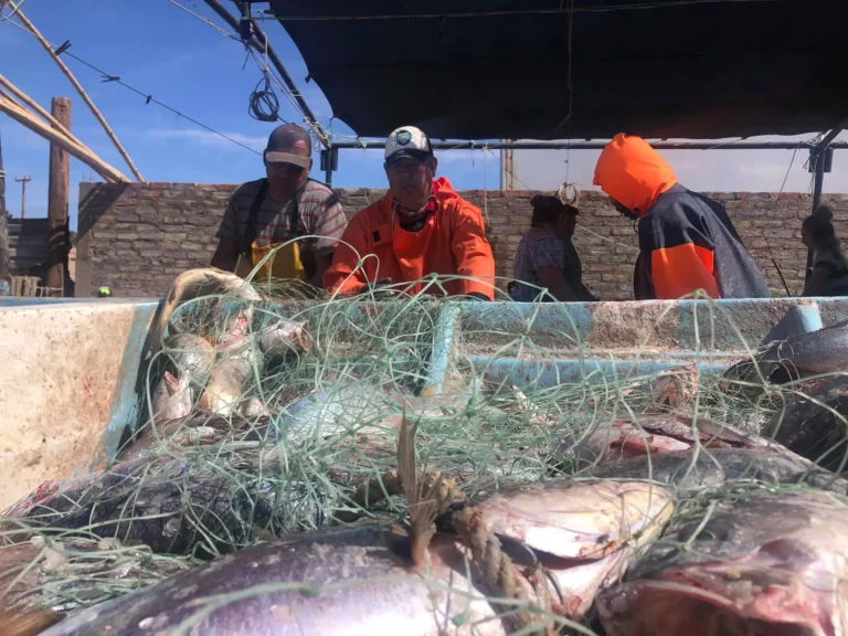 Aseguran 320 kg de productos de pesca ilícita en Alto Golfo de California