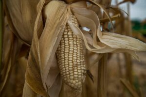 Detiene tribunal intentona a favor del glifosato y Monsanto. Maíz