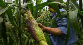 Desarrolla Conahcyt bioherbicidas seguros para sustituir glifosato