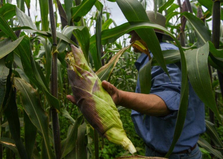 Desarrolla Conahcyt bioherbicidas seguros para sustituir glifosato