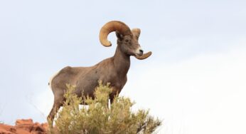 Desbaratan red involucrada en tráfico de especies al interior de la Semarnat