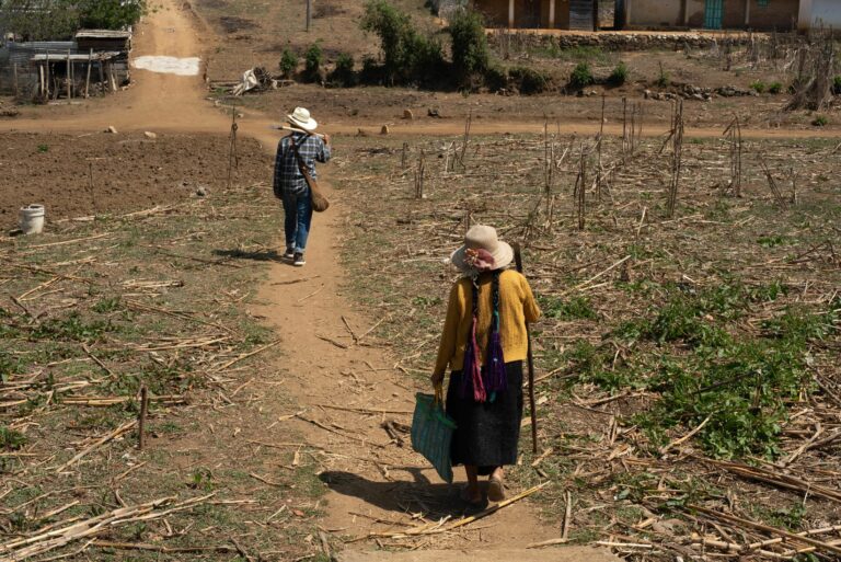 La sobreexplotación del campo a través del uso masivo de los abonos y fertilizantes contribuye a la degradación del suelo