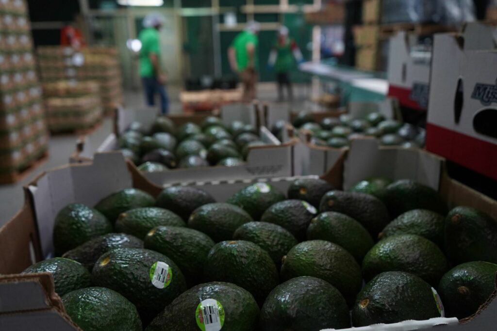 Estados Unidos detuvo las importaciones de aguacate mexicano, luego de la acusación de agresiones contra dos inspectores del USDA