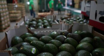 EU reactiva la exportación de aguacate y mango mexicano: Ken Salazar