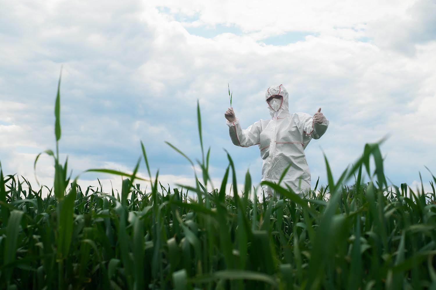 Glifosato, el herbicida más usado en l mundo que afecta a la salud humana. Mata plantas y microorganismos en el suelo de los agrícolas.