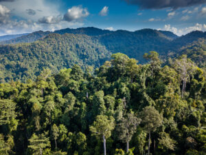 La Amazonia comenzará a emitir carbono a partir de la década de 2050. Lo mismo podría suceder con el escudo brasileño en el 2060.