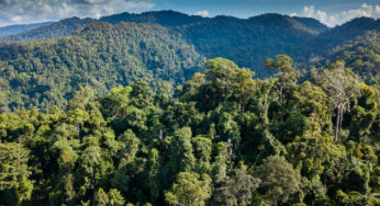 Áreas más antiguas de Amazonia serán emisoras de carbono hacia 2050