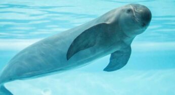 Negligencia provocará la extinción de la vaquita marina