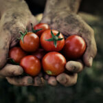 En la zona central de Chile, productores están apostando por la agricultura sintrópica como una alternativa ante problemas como la sequía