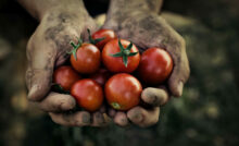 En la zona central de Chile, productores están apostando por la agricultura sintrópica como una alternativa ante problemas como la sequía