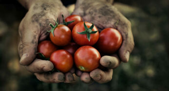 Agricultura sintrópica: darle fertilidad y productividad a un suelo empobrecido