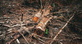 Tala ilegal depreda al corredor forestal “Bosque de Agua”