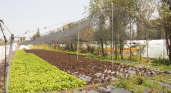 Hortalizas: cómo el atraso de las lluvias vació los canales que alimentaban la tierra