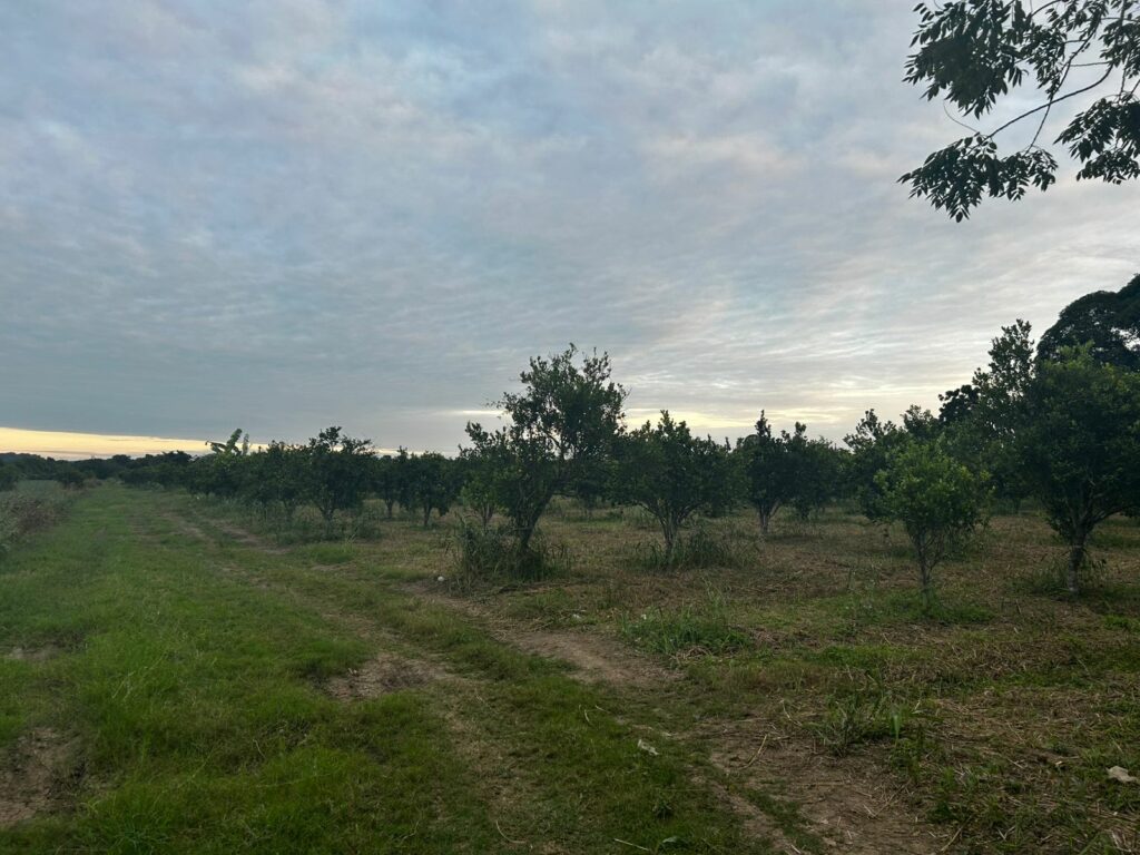 El cambio climático impacta de muchas formas a la humanidad, y una de las más preocupantes tiene que ver con la producción de alimentos.