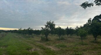 Sequías por cambio climático, detrás de la crisis del campo veracruzano