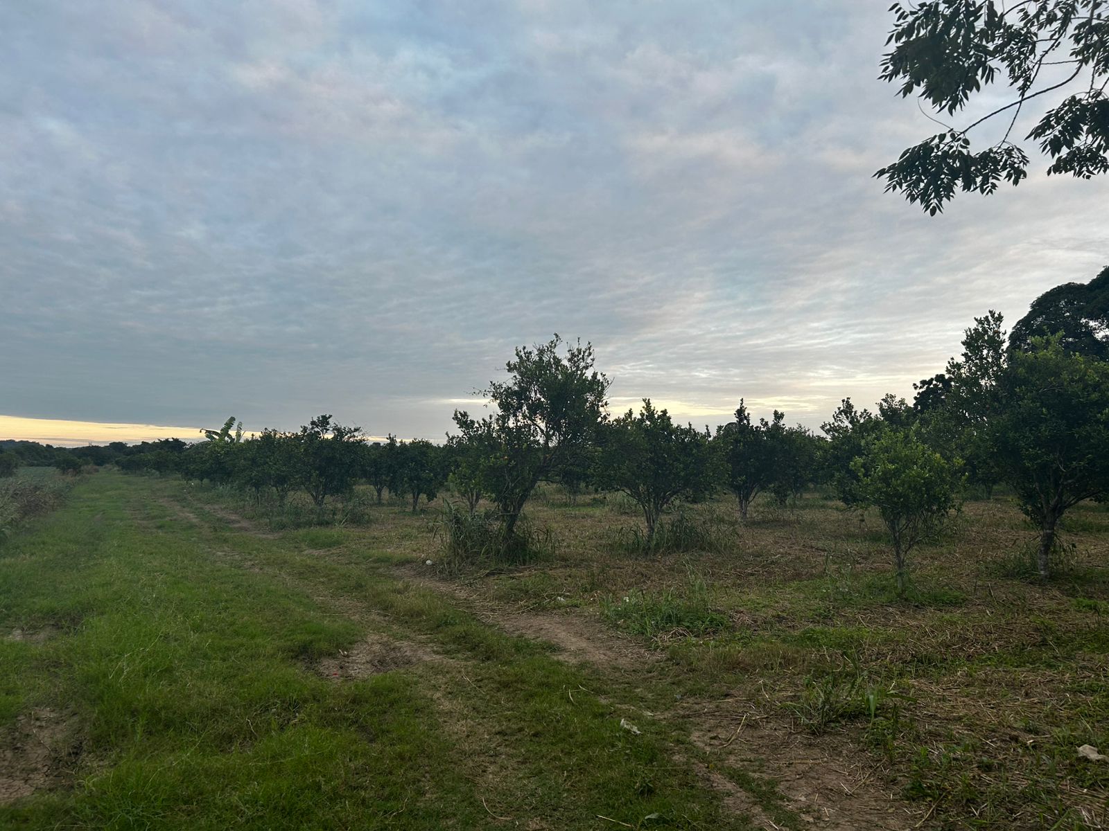 Sequías por cambio climático, detrás de la crisis del campo veracruzano